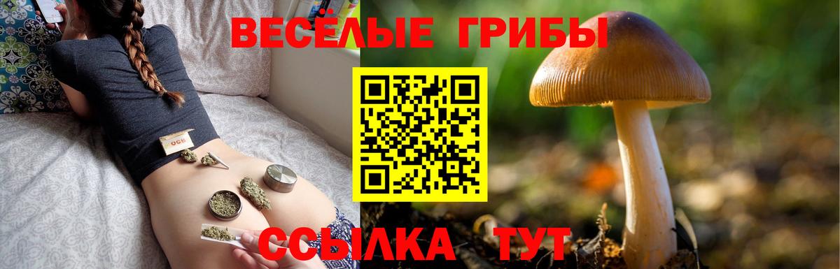 Галлюциногенные грибы Psilocybe Кстово